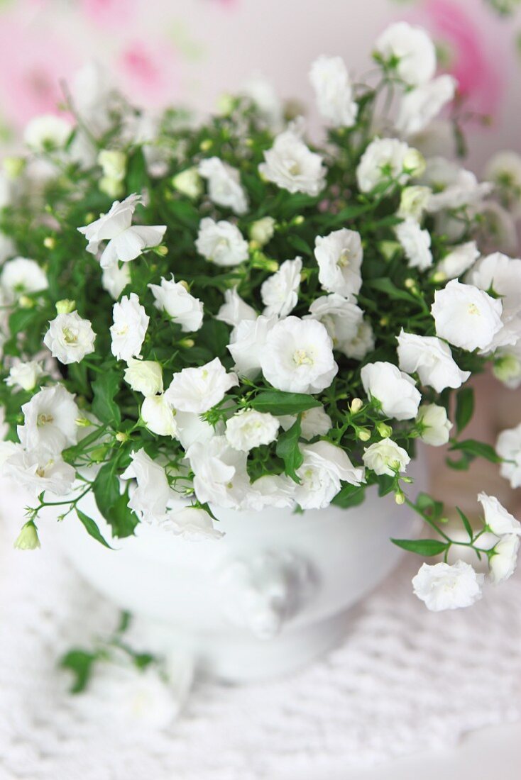 White-flowering plant in terrine