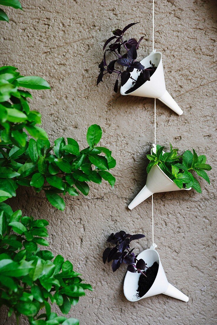 An Schnur aufgehängte, weiße Plastiktrichter mit Basilikumpflanzen vor Hauswand