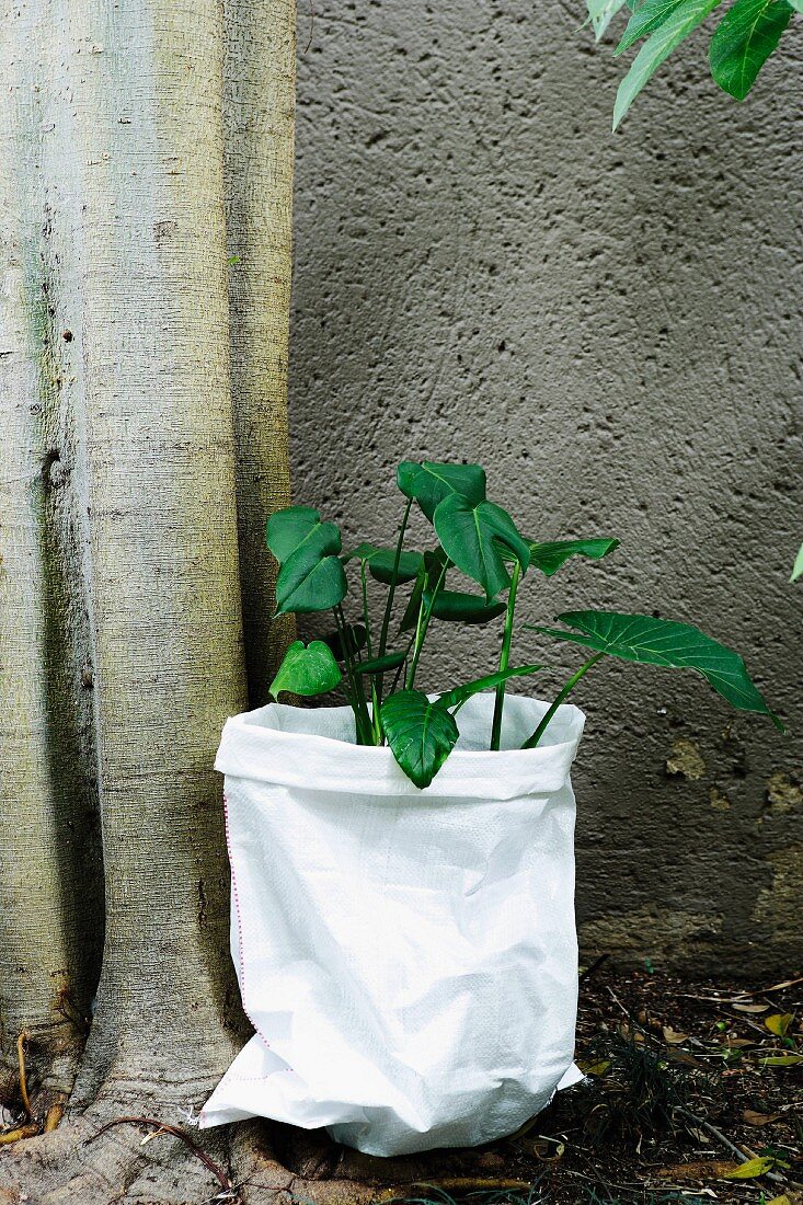Grüne Blattpflanze in weisser Tüte und Baumstämme vor Hauswand
