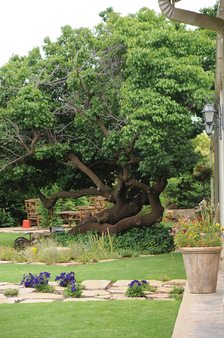 Ein Blick auf einen Garten mit altem Baum