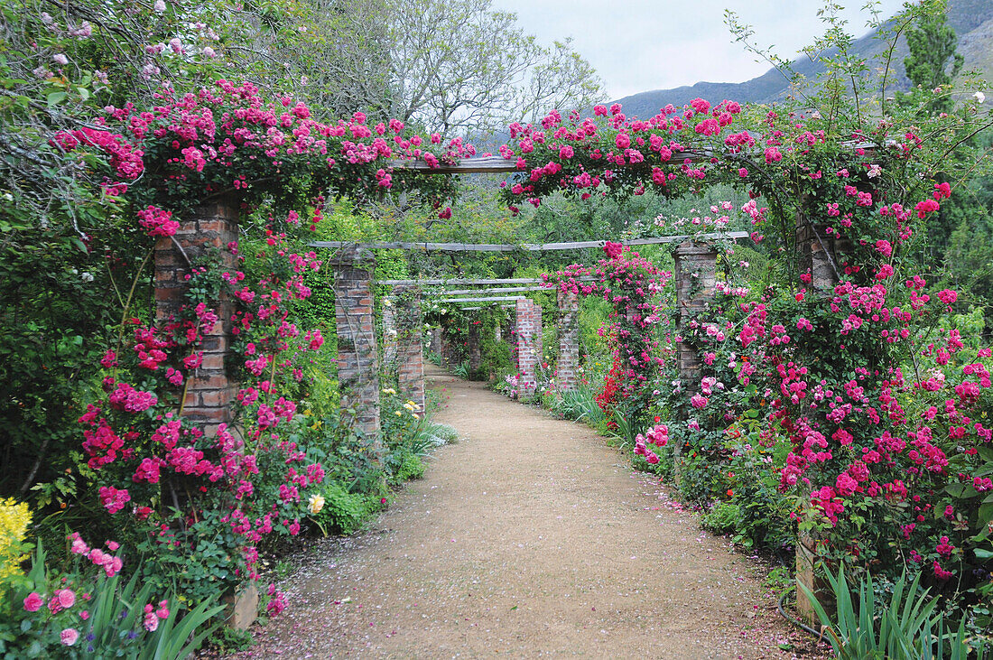 Garden path through pergola covered with climbing roses