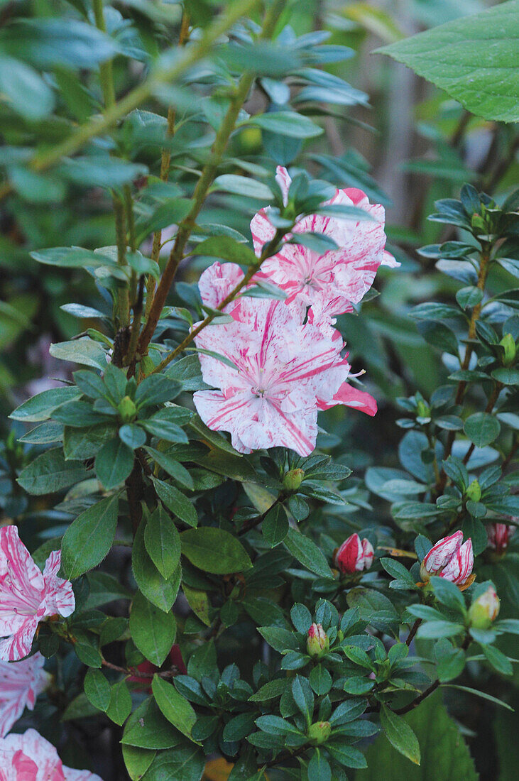 Flowering azalea in garden