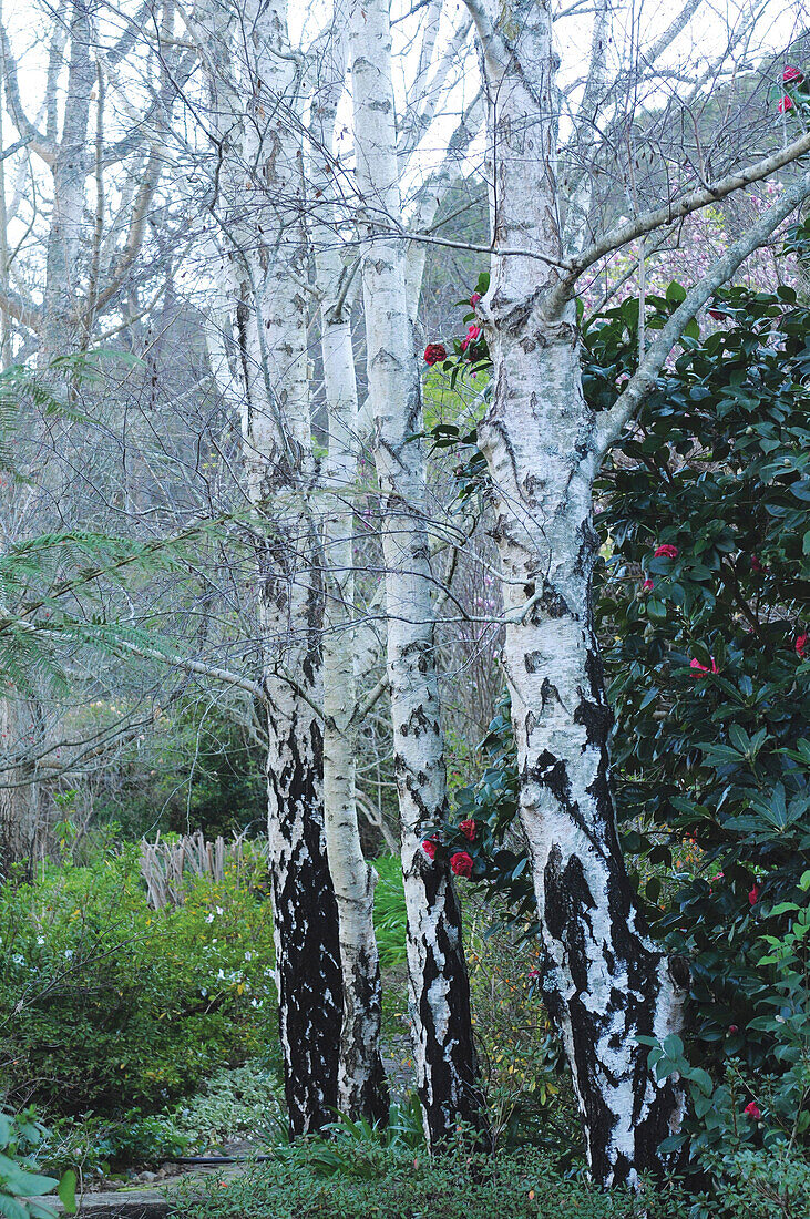 Birches and camellias in garden