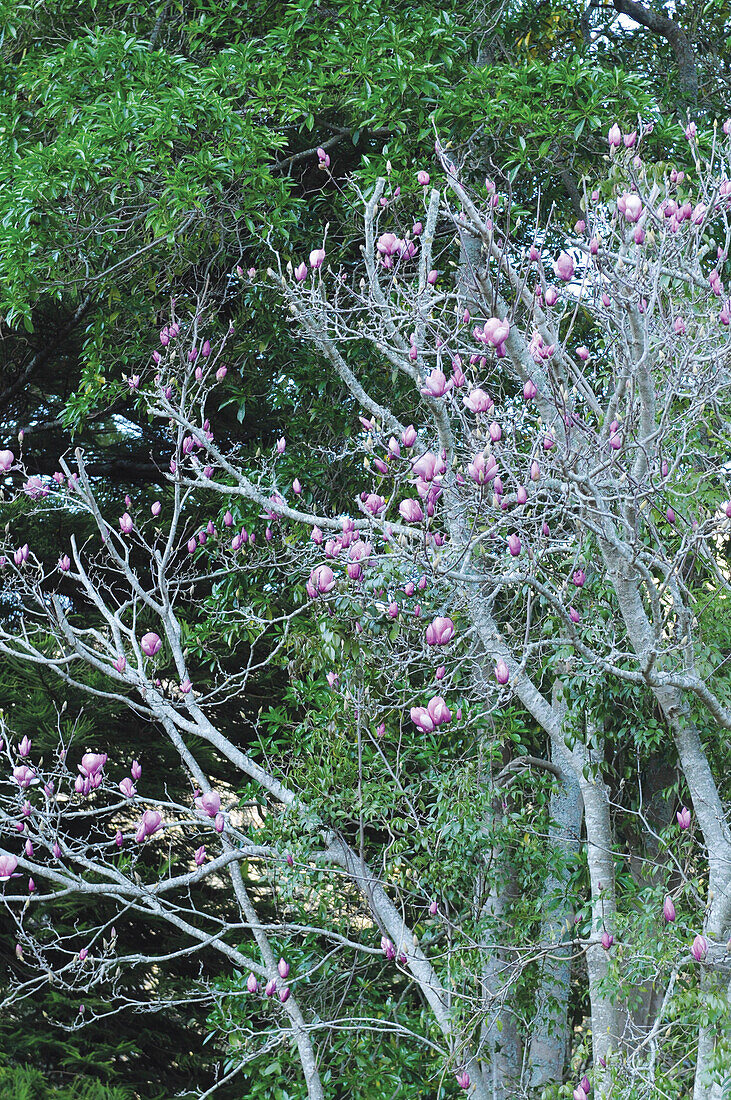 Magnolia trees in garden