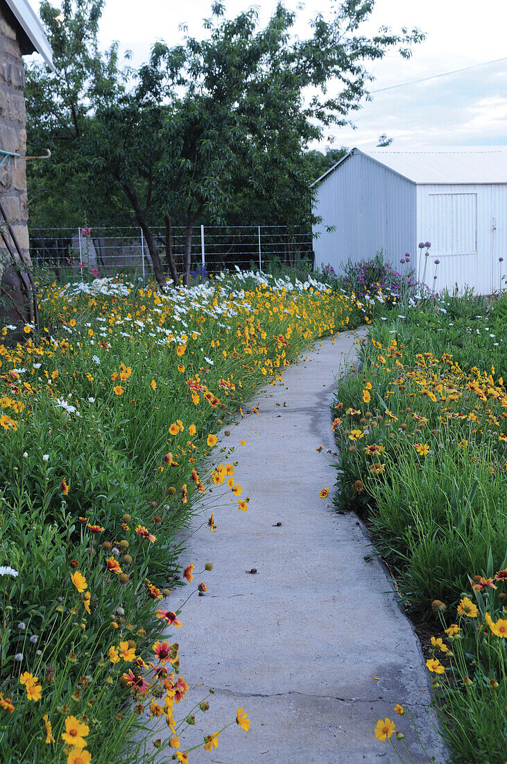 Garden path flanked by coreopsis, blanket flowers and shasta daisies