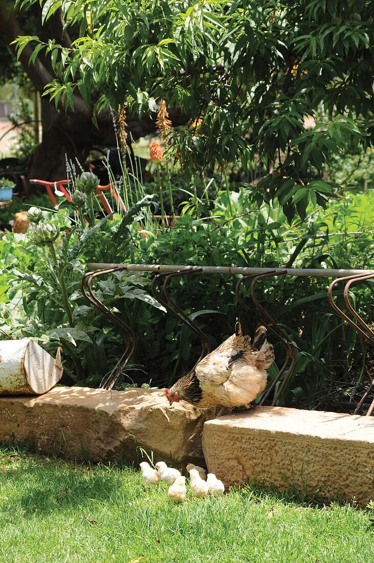 Ein Huhn mit Küken im Garten