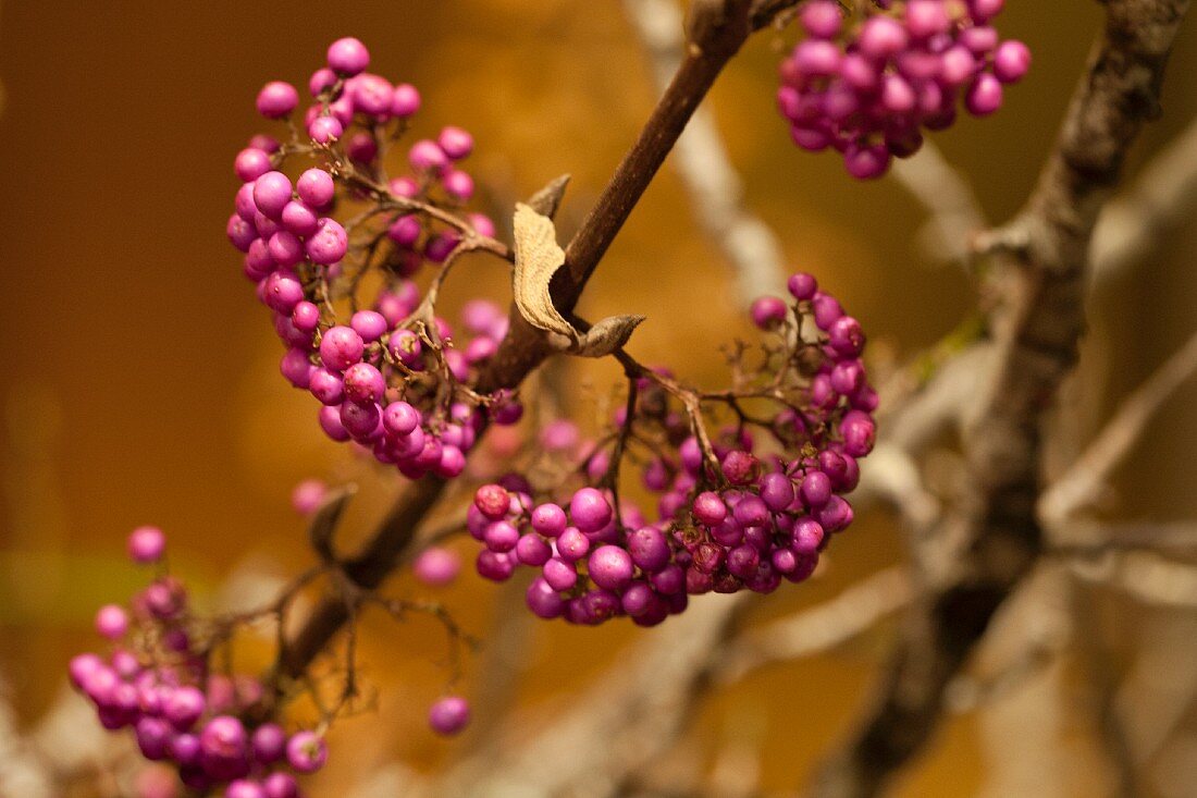 Beautyberry shrub (Callicarpa)