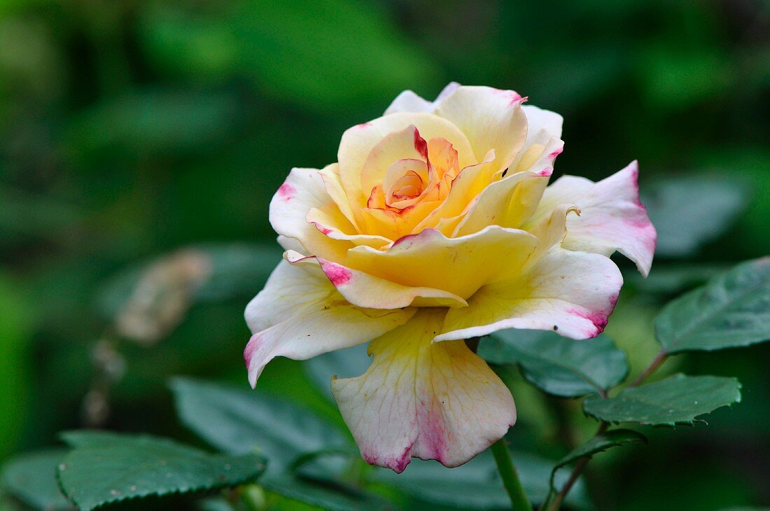 Gelbe Rosenblüte im Garten