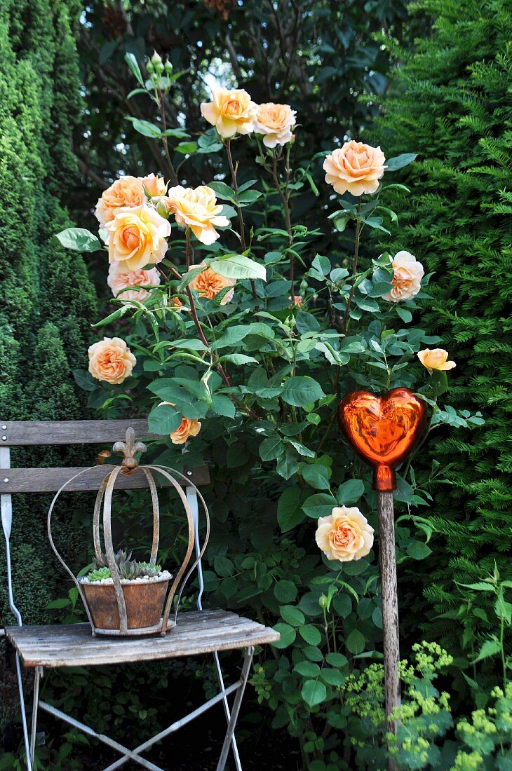 Apricotfarbene Strauchrose, Holzstuhl, Dekostecker im Garten