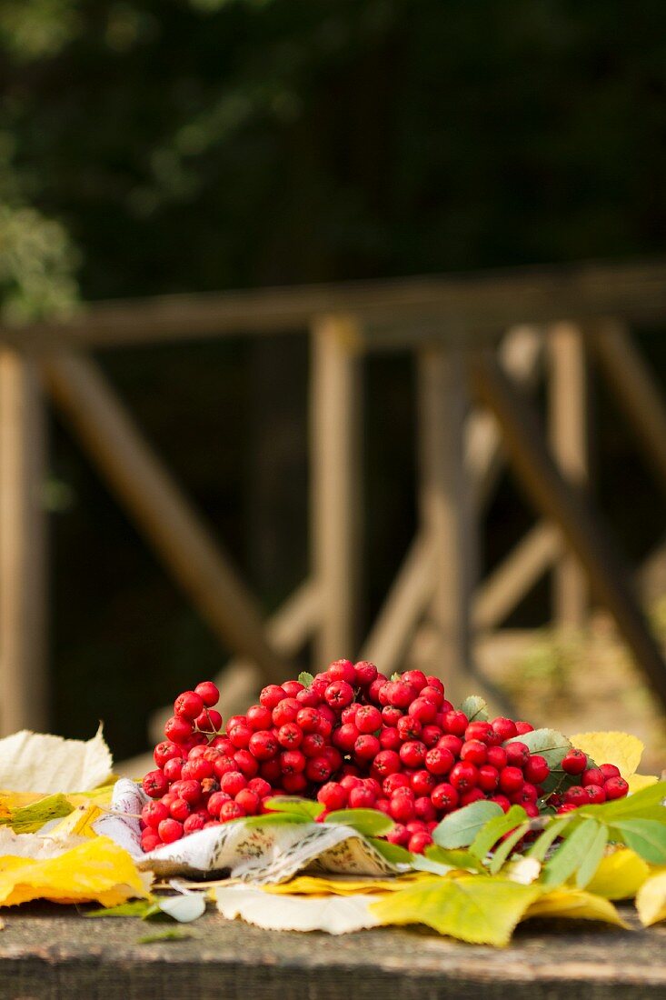 Rowanberries on a table, alfresco