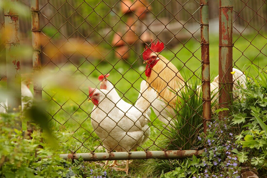 Hahn und Hennen im Bauerngarten