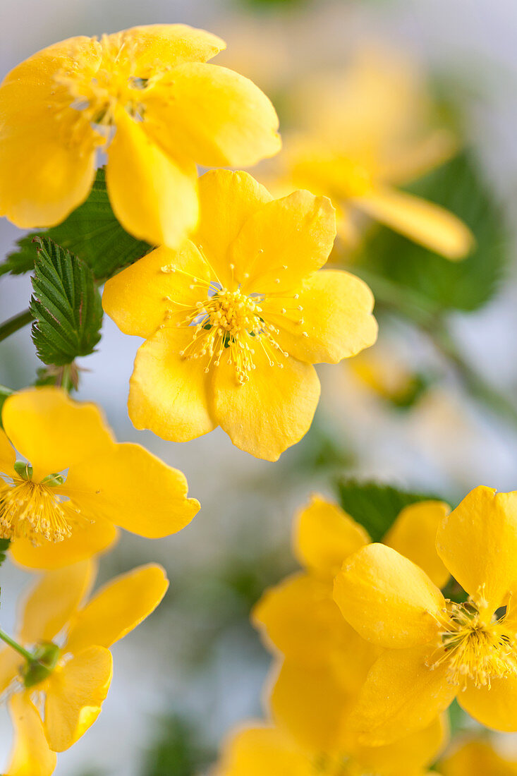 Blühende Kerrie (Kerria japonica)