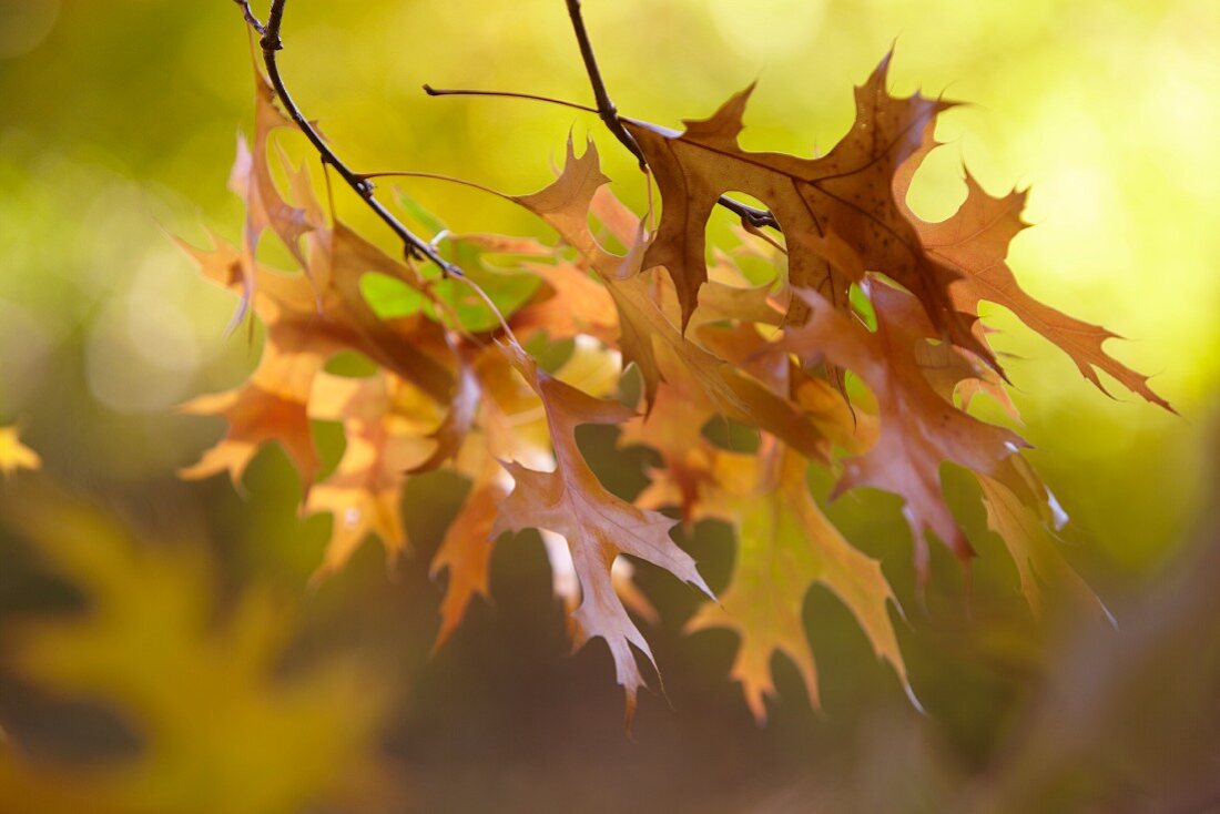 Zweig mit herbstlich gefärbten Blättern