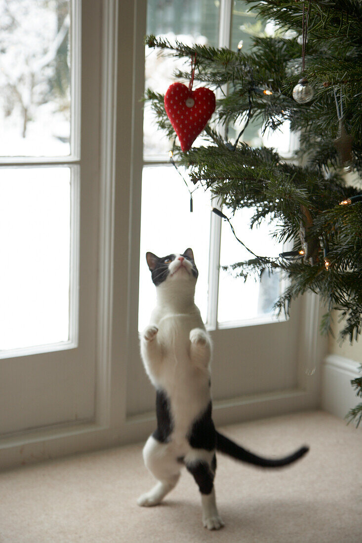 Black and white cat standing on back legs looking at heart-shaped bauble hanging on Christmas tree