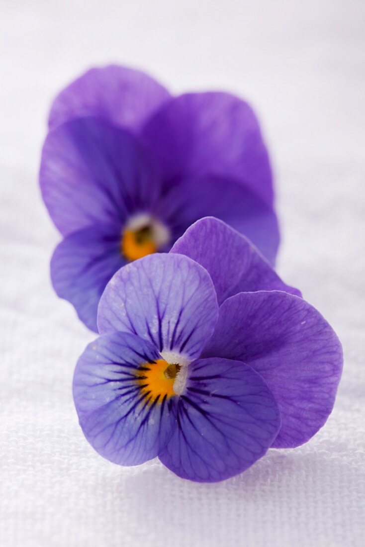 Two purple violas