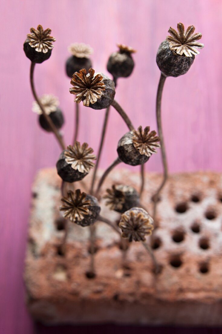 Dried poppy heads arranged in holes of old brick