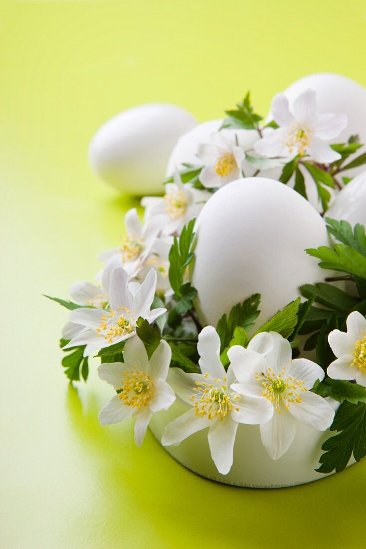 Ostergesteck: Buschwindröschen und weiße Eier in Schale
