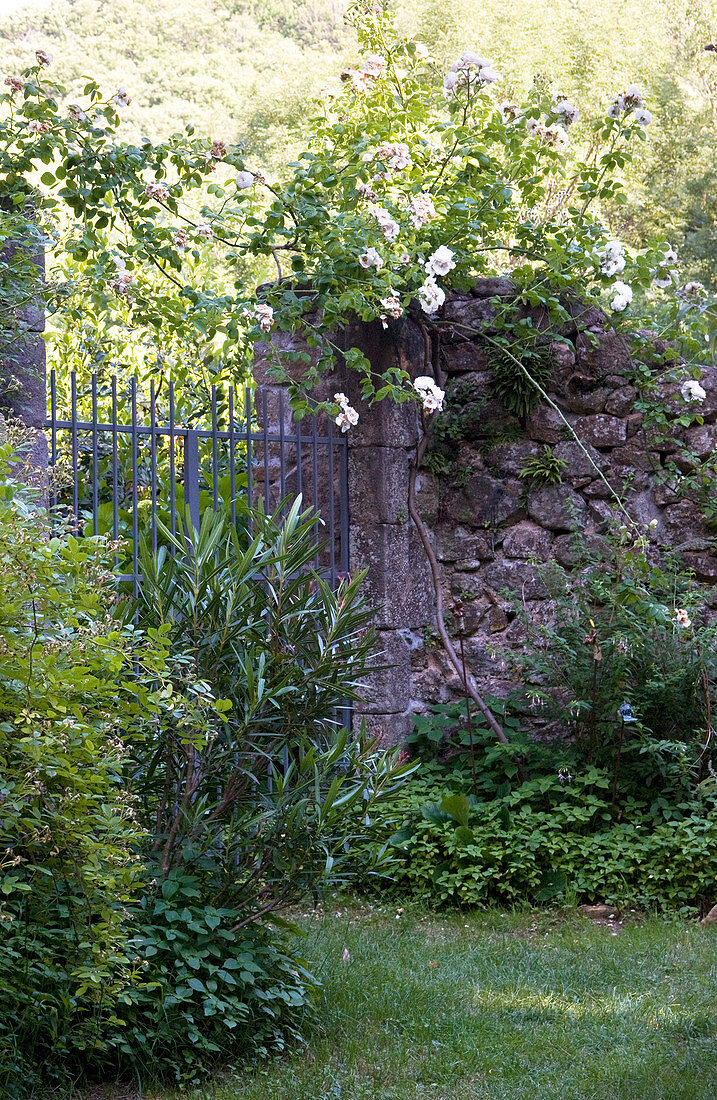 Gartenmauer mit grossem Gartentor und blühenden Rosen