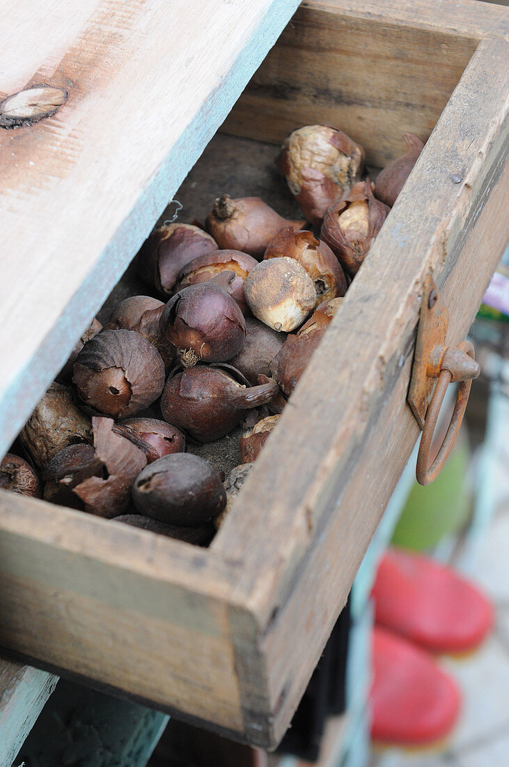 Blumenzwiebel in offener Schublade aus Holz