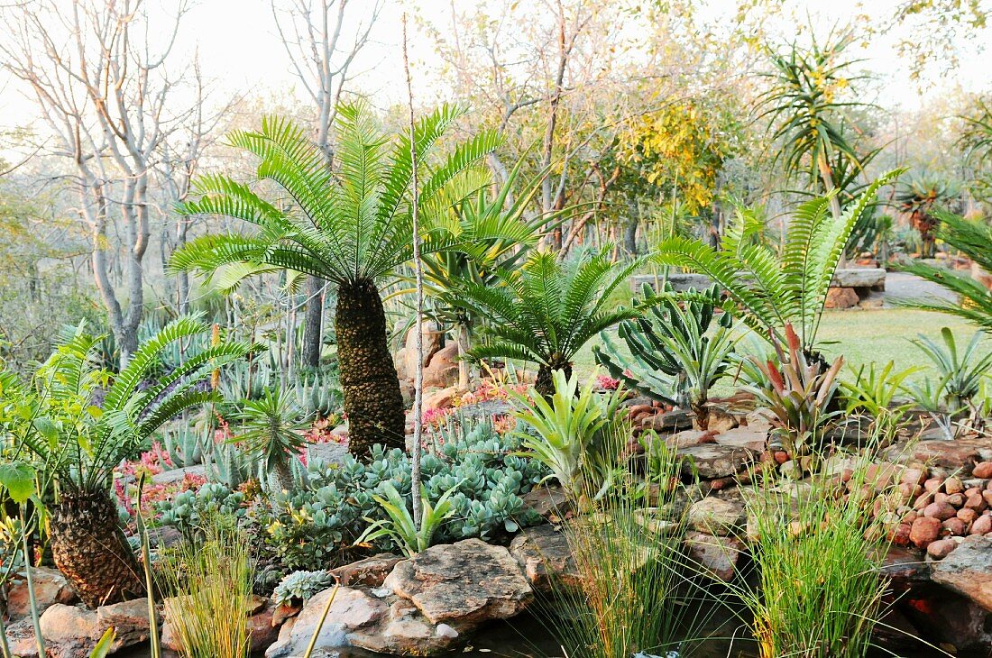 Palmfarne im südafrikanischen Garten