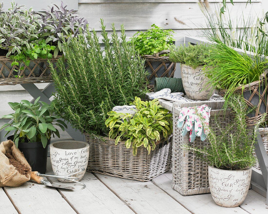 Various types of fresh herbs in baskets and flower pots