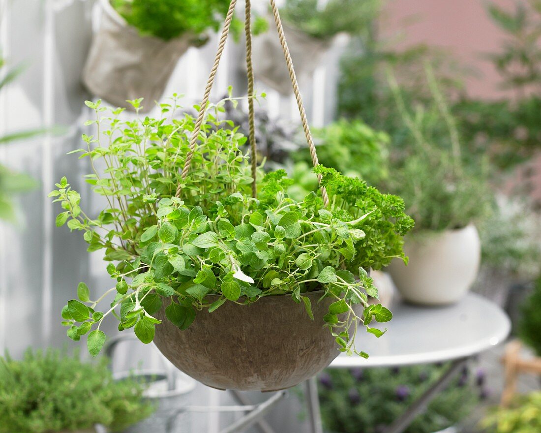 Fresh herbs in a hanging basket