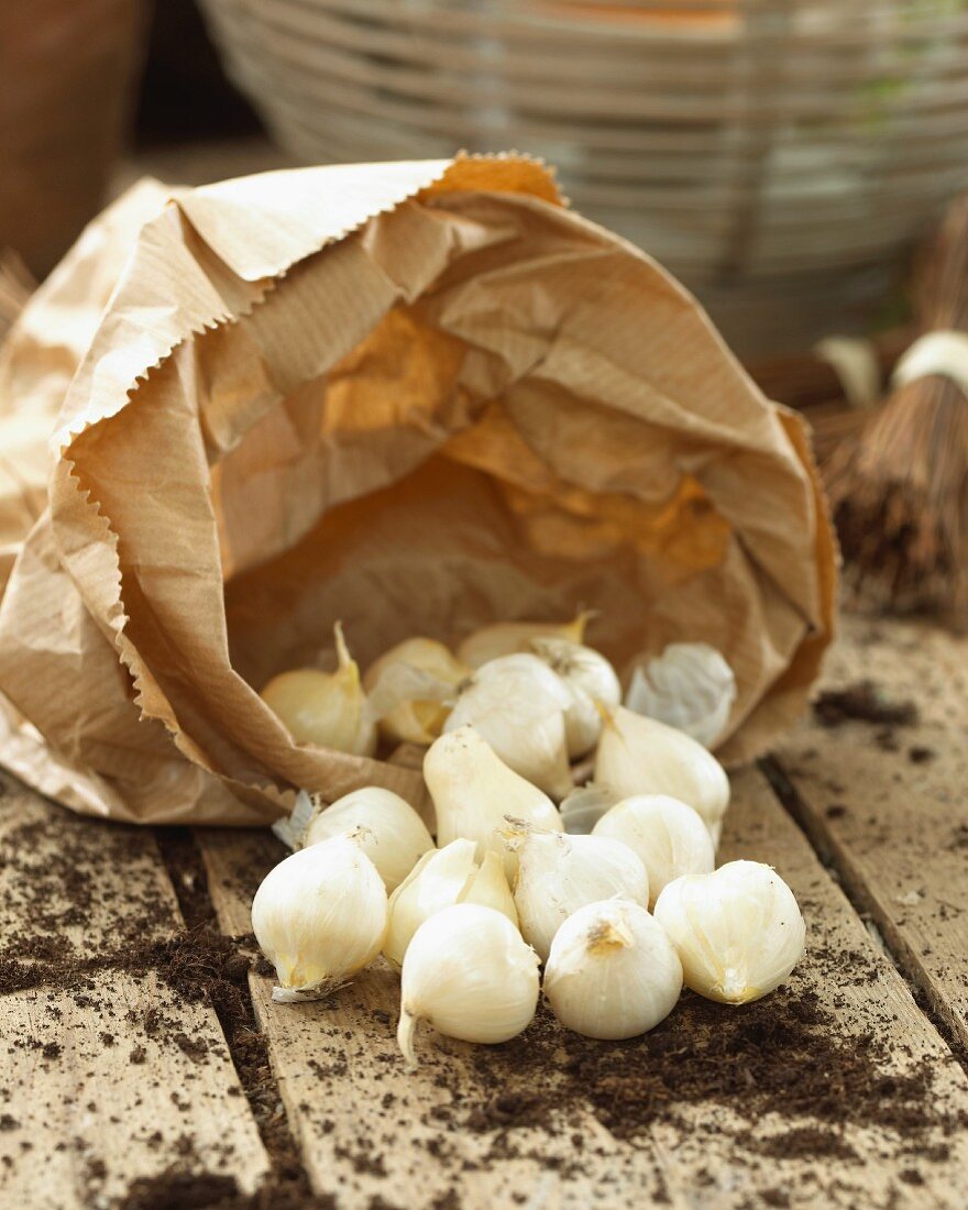 Garlic bulbs for planting on a garden table