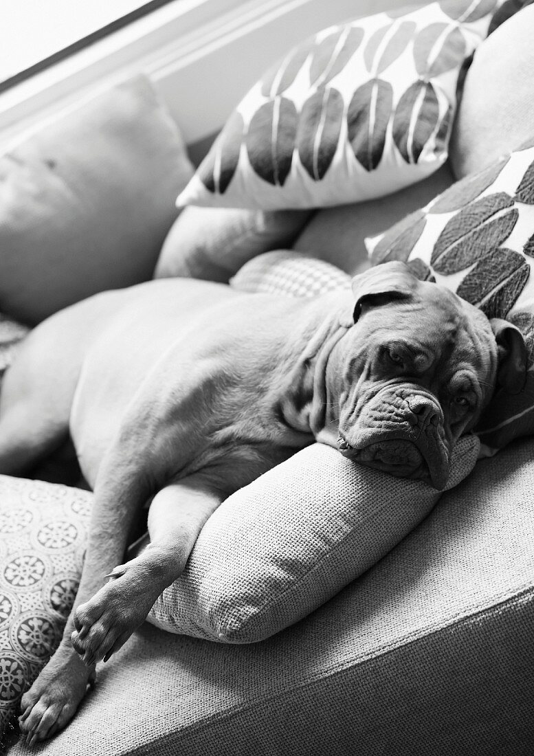 Boxer dog lying on sofa with a variety of scatter cushions