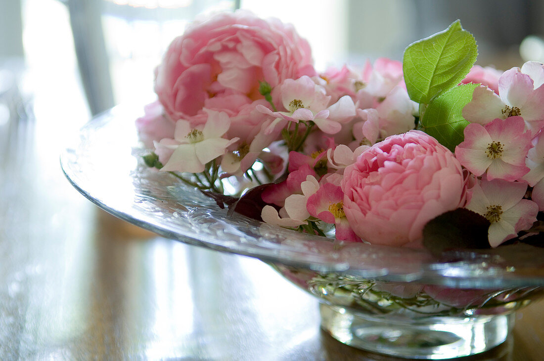 Glass dish of pink roses on wooden table (English roses, shrub roses)