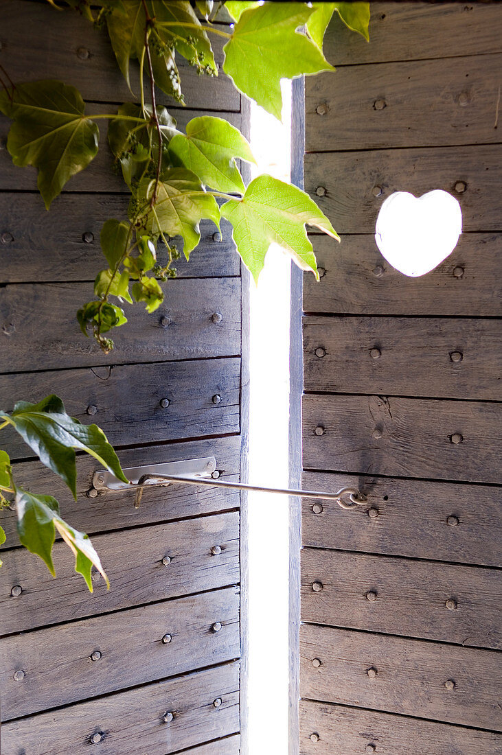 Virginia creeper in front of rustic, wooden front door with heart-shaped cut-out and latch hook