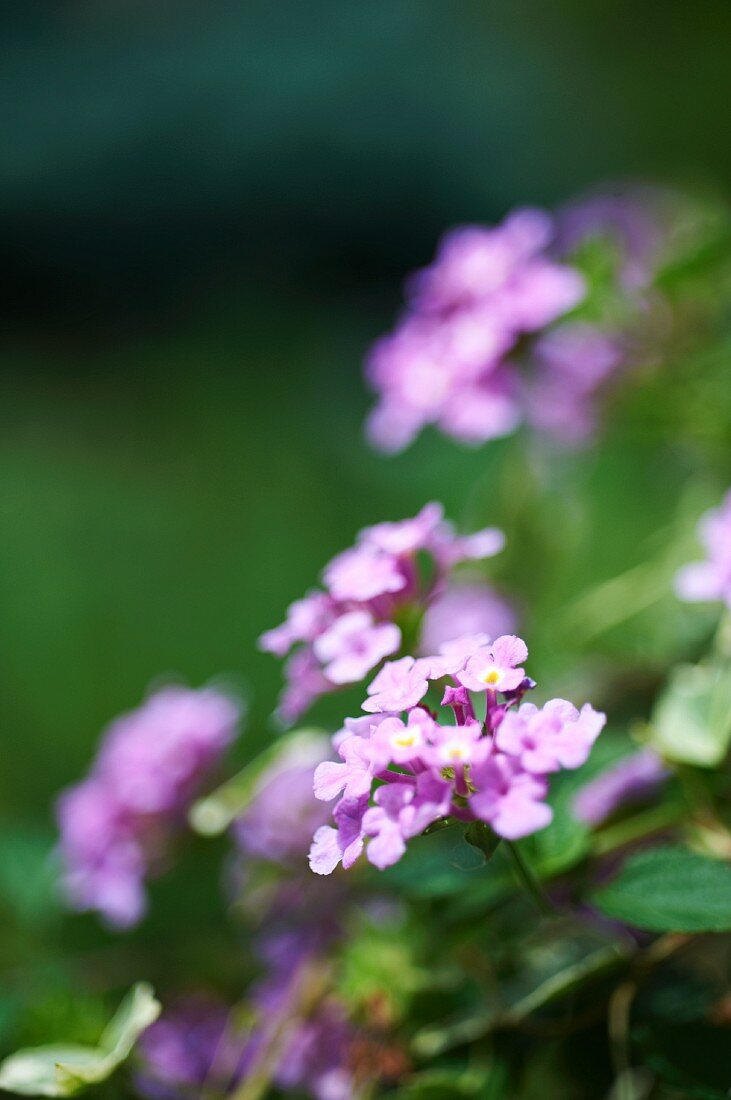 Purple Phlox in a Garden
