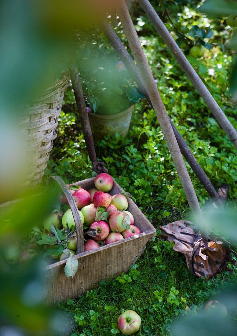 Korb mit Äpfeln neben Obstpflücker im Gras