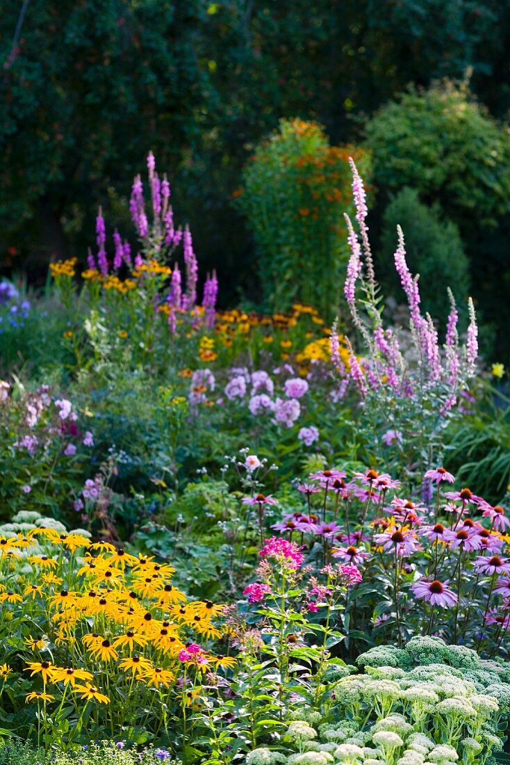 Colourful, flowering garden