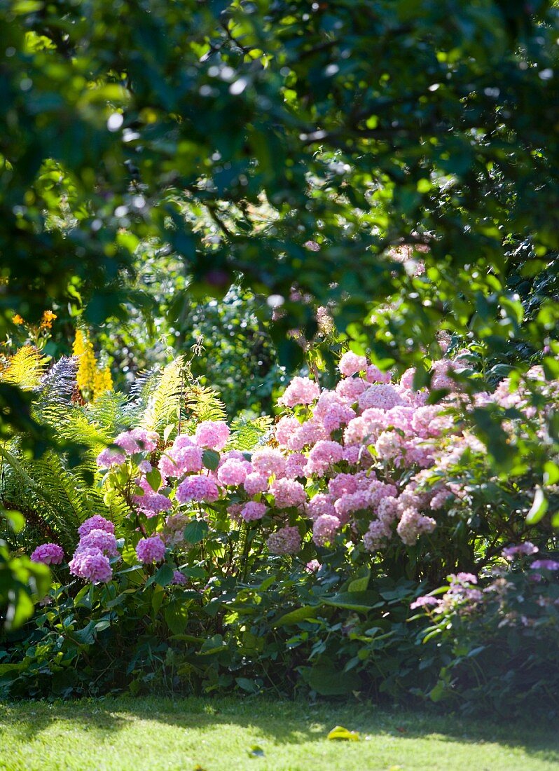 Rosa blühende Blumen im Garten