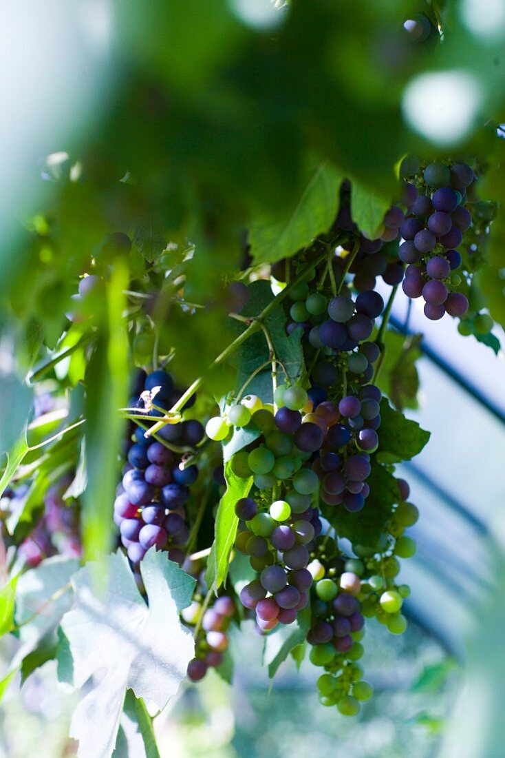 Blue grapes hanging on the vine