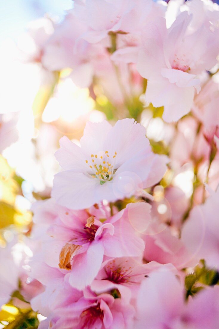 Kirschblüten (Nahaufnahme)