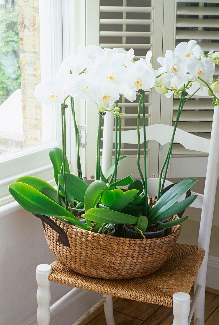 weiße Orchideen in einem breiten Bastkorb auf Landhausstuhl mit Rattansitzfläche