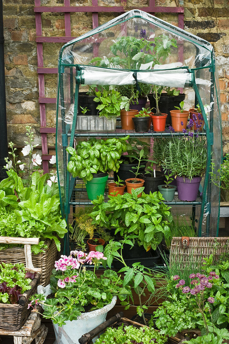 Kleines Gewächshaus aus Kunststoff mit verschiedenen Gemüse- und Salatsorten in Töpfen auf einer Terrasse
