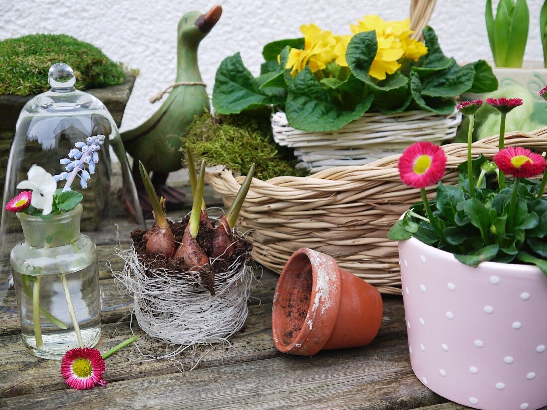 Various flowering spring plants in basket and flowerpots
