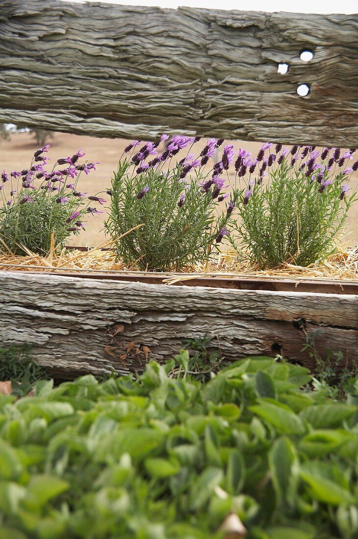 Blick durch verwitterten Holzzaun auf blühende Lavendelbüsche