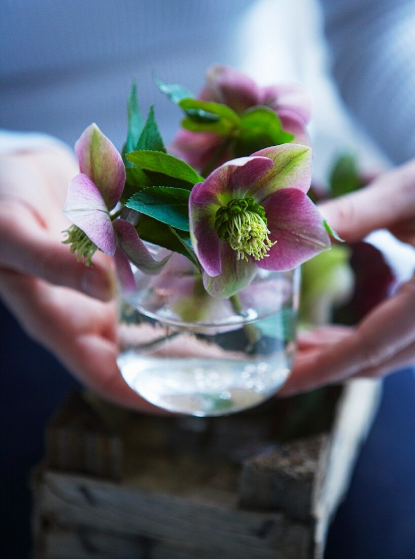 Blühenede Christrosen in einem Glas