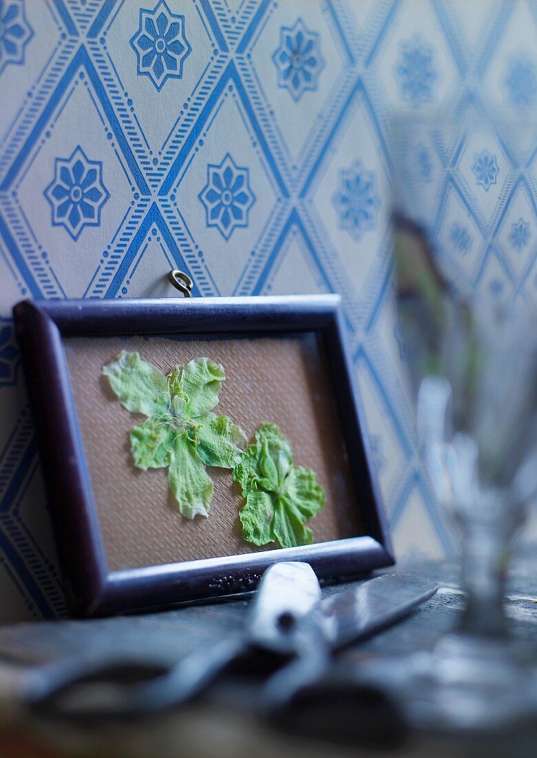 Pressed hellebores in picture frame