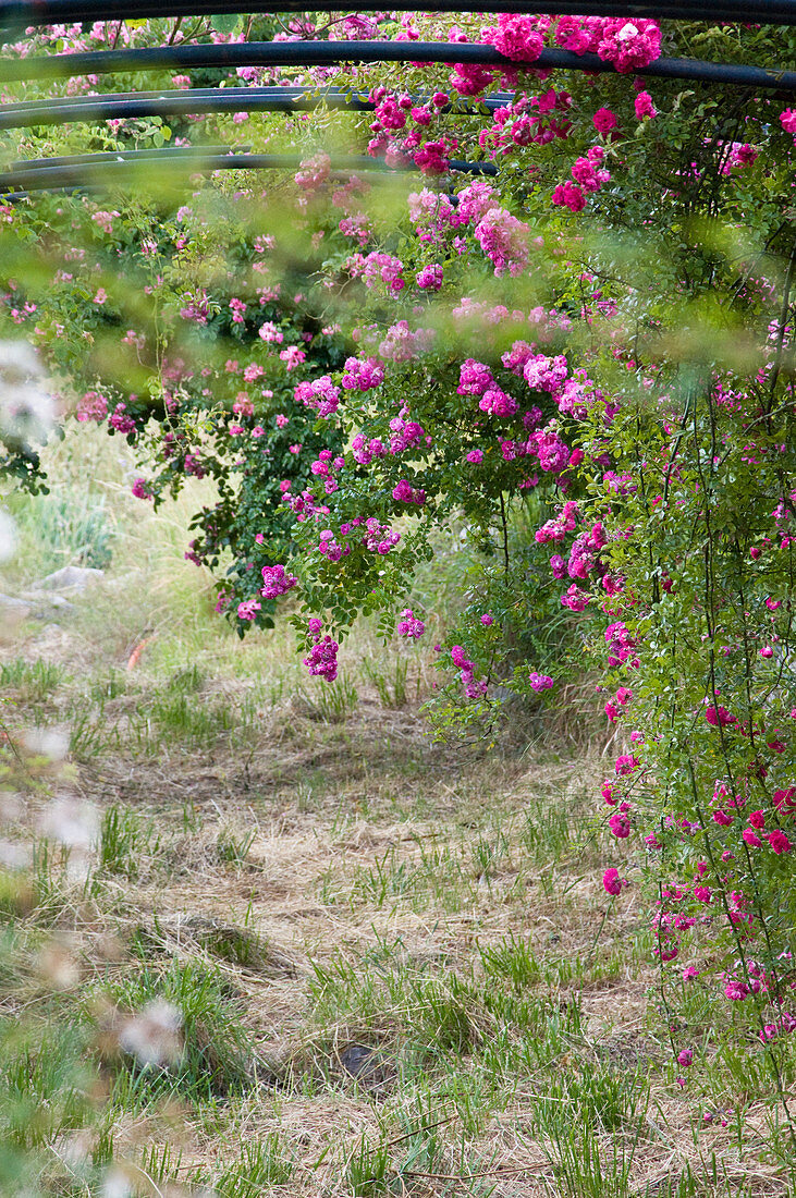 Pinkfarbene Kletterrosen ranken sich um einen Rosenbogen in einem idyllischen Garten