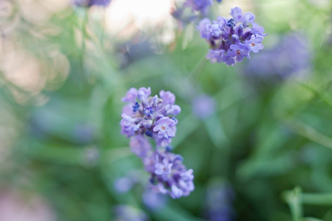Blühender Lavendel (Close Up)