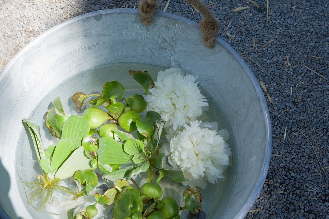 Wasserpflanzen und Pfingstrosenblüten im Zinkeimer