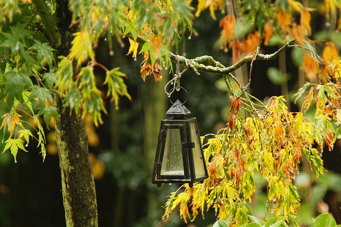 Small lantern hanging from a maple tree