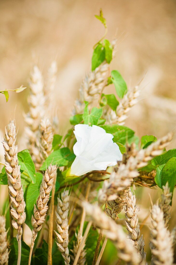 Cereal crop and bindweed