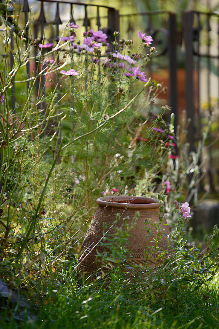 Terracotta pot hidden amongst wild flowers