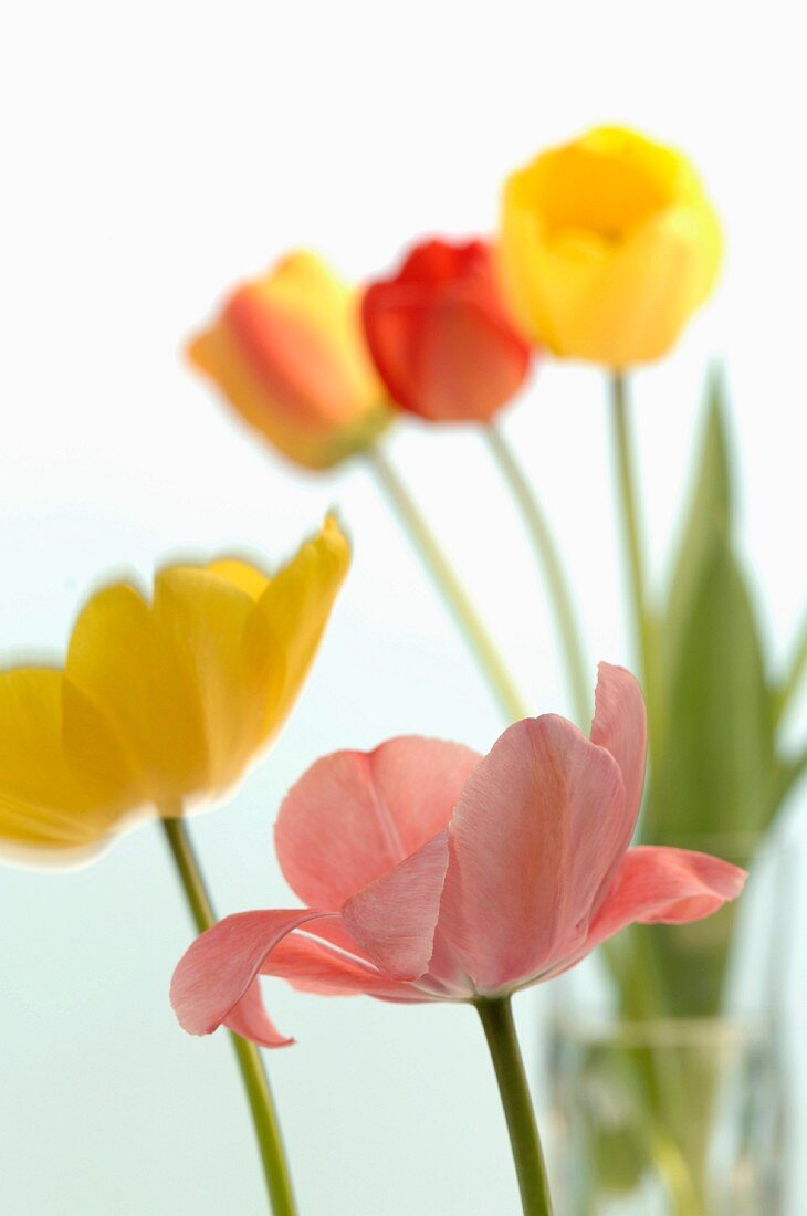 Verschiedene Tulpen