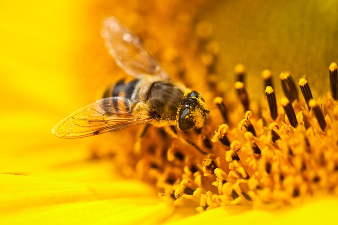 A bee on a sunflower (close-up)